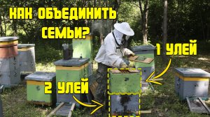 Как объединить семьи? Просто! #пчеловодство #мед #пасека