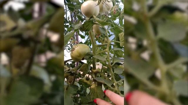 Томат Агата смотреть онлайн