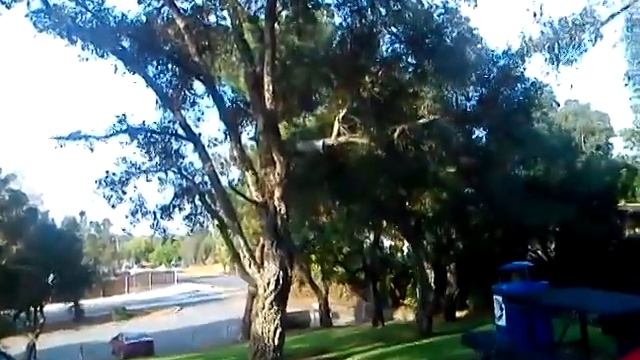 Парк в США американский дуб Белкина заначка)) / Наш Сан Диего смотреть онлайн
