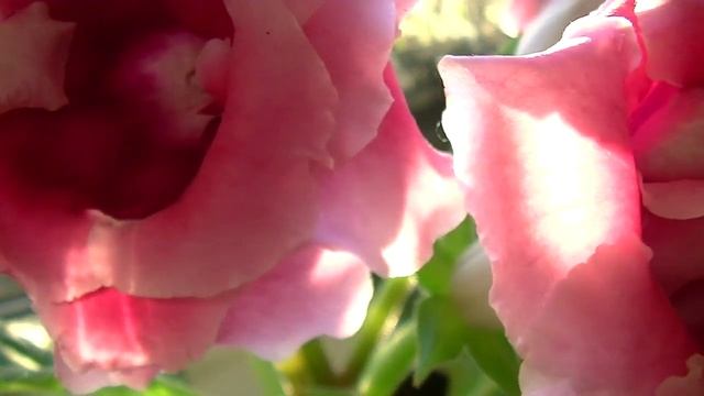 Глоксиния Розовое Удовольствие / gloxinia Pink Pleasure