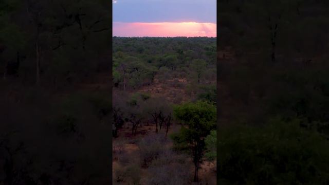 Do you need to take malaria pills in the Kruger National Park? Rhino Africa's Travel Tips смотреть онлайн