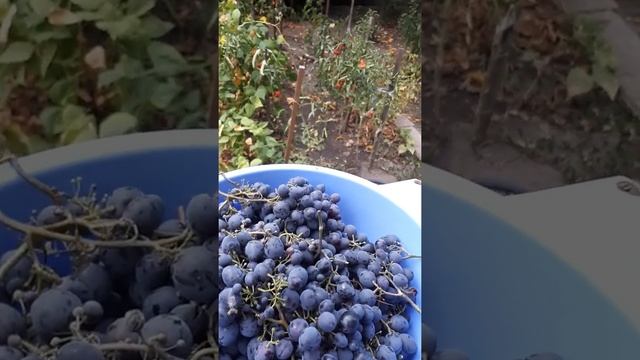 Переработка урожая.  БУДУ  СУШИТЬ ВИНОГРАД !