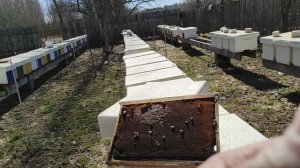 Используем мед из старой суши для развития пчел весной.