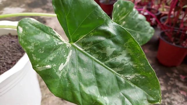 A CLOSER LOOK AT VARIEGATED ALOCASIA (ELEPHANT EARS) смотреть онлайн