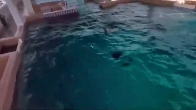 Virtual Reality - 360° Dolphins Playing At Clearwater Aquarium | Oculus Quest 2 смотреть онлайн