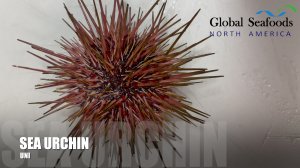 Ocean-Fresh Sea Urchin: Harvested for Uni Roe | GlobalSeafoods.com