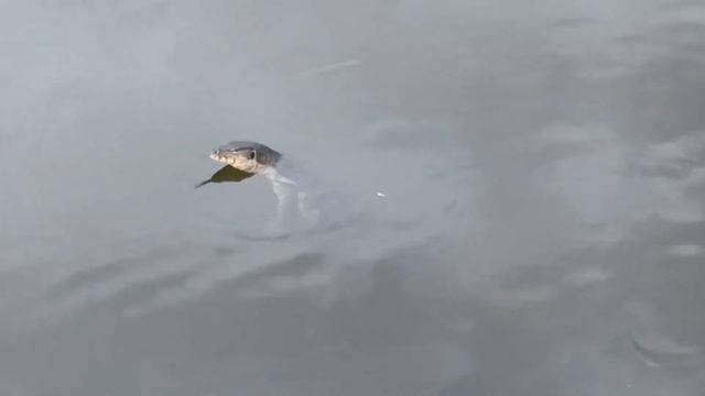 HUAWEI Mate 10 video test Monitor lizard in pandan reservoir SINGAPORE смотреть онлайн