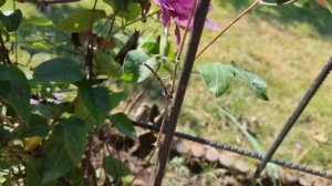 Клематисы. Летнее черенкование. Clematis (summer cuttings) 110й день.