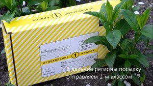 Как купить саженцы флоксы. Флокс метельчатый. Саженцы флоксов почтой