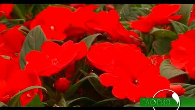 Восстановитель плодородия почвы -- почему этот препарат необходим? смотреть онлайн