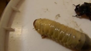 жук носорг и его личинка