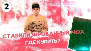 Стабилизированный мох - где купить и не ошибиться?