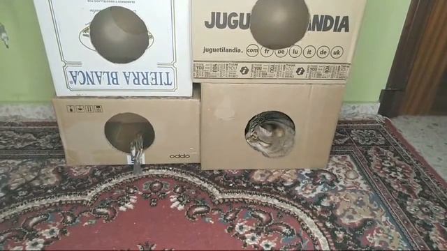 Кот греется со своими друзьями смотреть онлайн