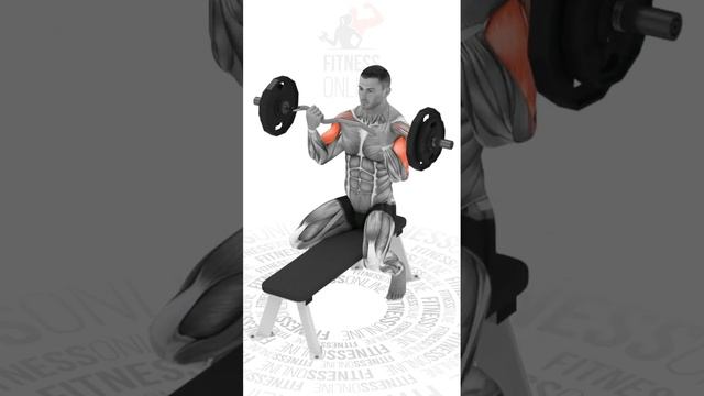 Сгибания рук со штангой сидя/Sitting barbell curls смотреть онлайн