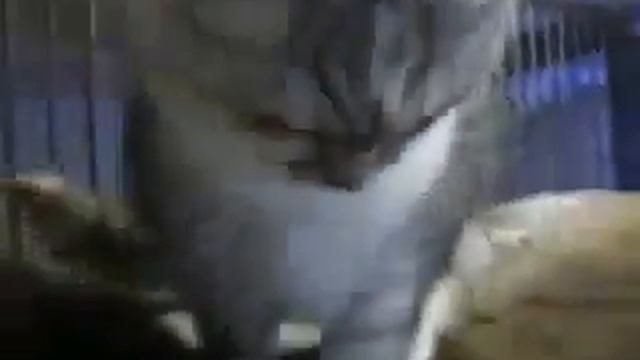 Кот верхом на лошади смотреть онлайн