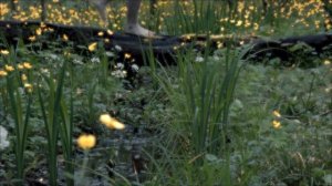 polnalyubvi- Спящая красавица