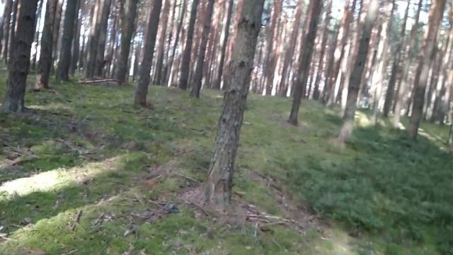 где взять природные материалы для работы с эпоксидной смолой