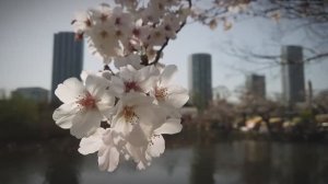 Япония. Токио. Уэно. Храм Shinobazunoike Bentendo