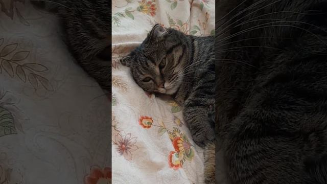 Женская мудрость☺ #кошки #юмор #приколы #жизнь #животныймир смотреть онлайн