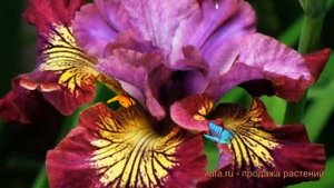 Ирис сибирский Мисс Эппл (iris sibirica) ? ирис Мисс Эппл обзор: как сажать саженцы ириса Мисс Эппл