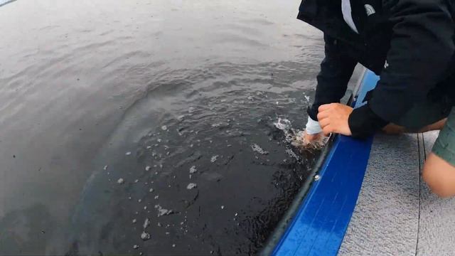 Рыбалка на Иваньковском водохранилище июль 2020, Судаки за 2 кг