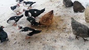 Как отличить селезня от уточки? Вес индоутки и селезня тушкой в 5 месяцев.