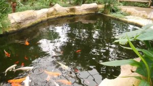 Butterfly Park, Benalmádena Pueblo Spain 2016.