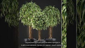 Цветок фикус Али — уход в домашних условиях