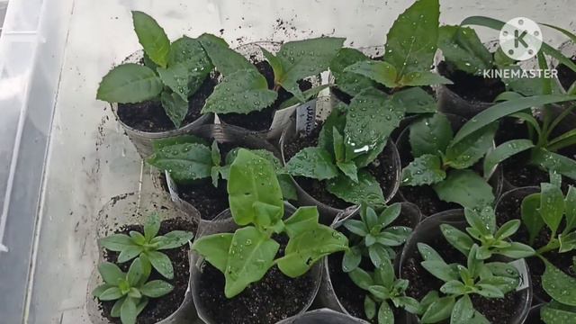 Сибирь. Черенкуем круглый год. Обзор черенков. Черенки петунии погибли😥 смотреть онлайн