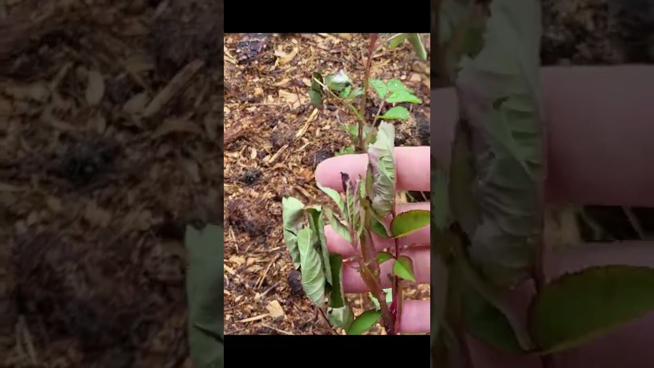 Розы после заморозка. Саженцы. спрашивайте каталог на вацап 89193271772 #клематисы #питомник смотреть онлайн