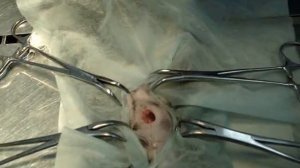 Ранняя стерилизация кошки в возрасте 2-х месяцев