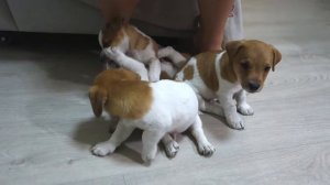 Очаровашки. Щенки Джек Рассел Терьера. Jack Russell Terrier puppies.