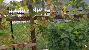 Делаем опоры под виноград.