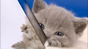 Логоритмика Жираф