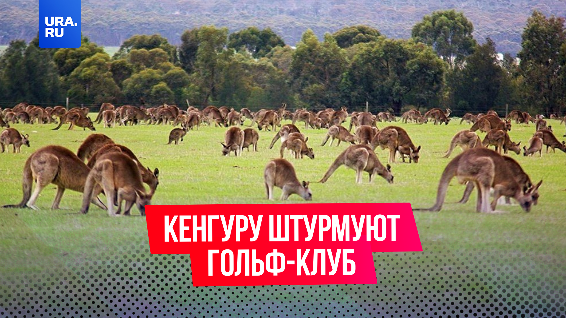 Саванны австралии животные
