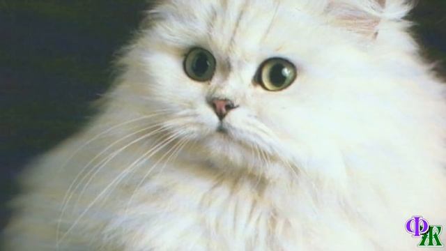 Говорящий КОТ 55 «Держи их!» – вслед за Котом и Мраком, улюлюкая и вопя, бросились охотники смотреть онлайн