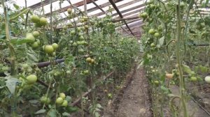 Работа Starteco (Probiox) на томатах в теплице