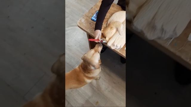 Медвежонок на стволе Резное панно своими руками Резьба по дереву Wood carving #shorts