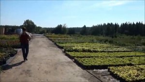 День открытых дверей в питомнике "Лесково". Июль 2012.