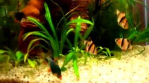 Нано-аквариум 36 л