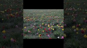 Я все еще люблю тебя