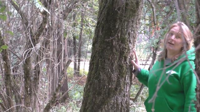 Ольга Удра. Лосиный остров. Лес смотреть онлайн