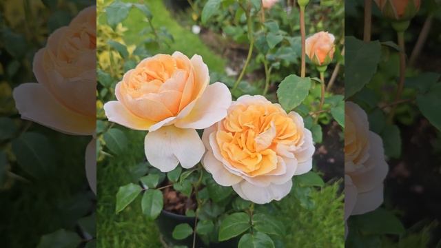 Rose Floriana