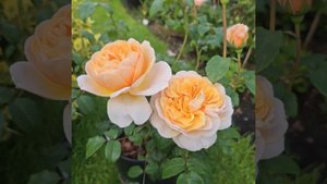 Rose Floriana