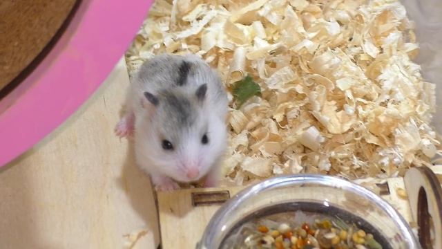 Ореша Укусила Розу! / Хомячата уже Бегают в Колесике / Что мы Скрывали про Куки? / Alisa Easy Pets смотреть онлайн