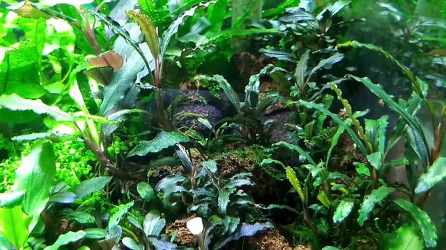 Мой аквариум с буцефаландрами смотреть онлайн