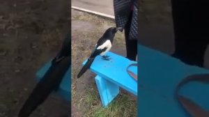 ? Говорящая сорока