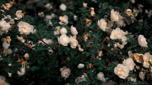 Ради наследства жених бросает беременную невесту и женится на другой. А спустя несколько лет...