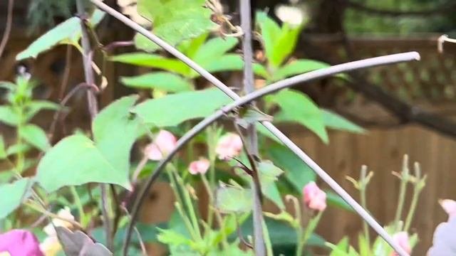 紫钟藤（rhodochiton）/超好的组合盆栽里的藤蔓植物推荐/紫鐘藤（玫瑰袍）
