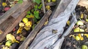 ремонтантный сорт клубники *Искушение*.подготовка к зиме.